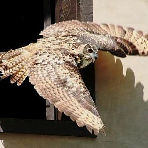 Eurasian Eagle-owl