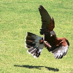 Harris's Hawk