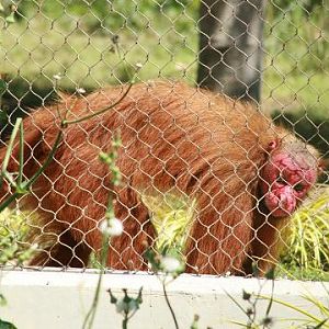 Red Uakari
