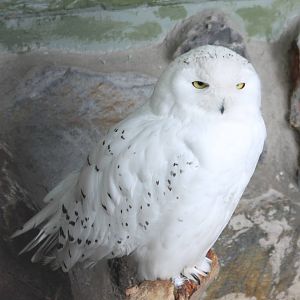Snowy owl