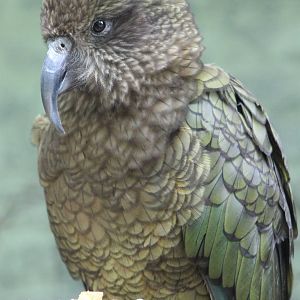 Kea