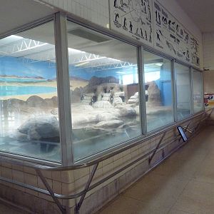 Aquatics Building - African Penguin Exhibit