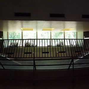 Aquatics Building - Nile Hippo Indoor Exhibit