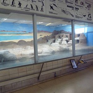 Aquatics Building - African Penguin Exhibit
