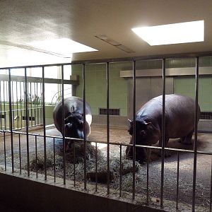 Aquatics Building - Nile Hippo Indoor Exhibit