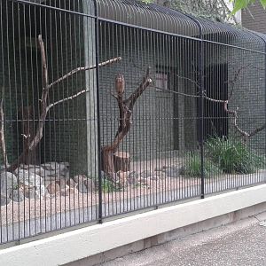 Spotted eagle-owl aviary