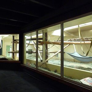 Primate World - Gorilla Indoor Exhibit