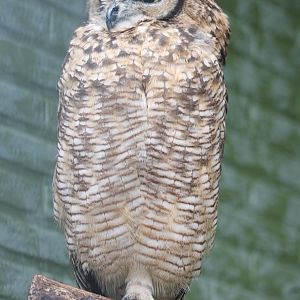 Spotted eagle-owl