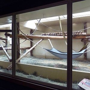 Primate World - Gorilla Indoor Exhibit