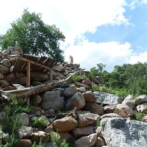 Rocky Mountain Goat Exhibit - See the Goat?