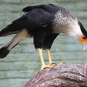 Crested caracara