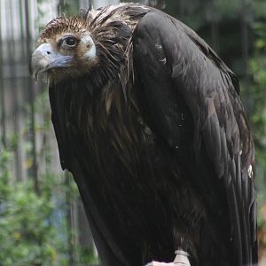 European black vulture
