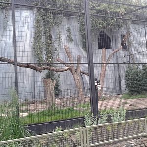 Andean condor aviary