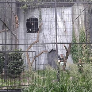 Andean condor aviary