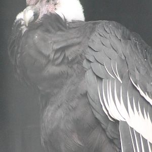 Andean condor male