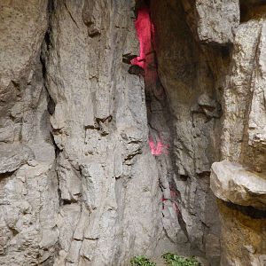 Aug. 2014 - Fragile Forest - Fragile Desert - Rock Hyrax Exhibit (Find 2 of