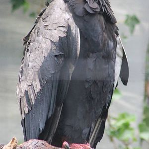 Bateleur