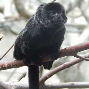 Aug. 2014 - Tropic World - South America - Goeldi's Monkey
