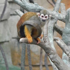 Aug. 2014 - Tropic World - South America - Squirrel Monkey