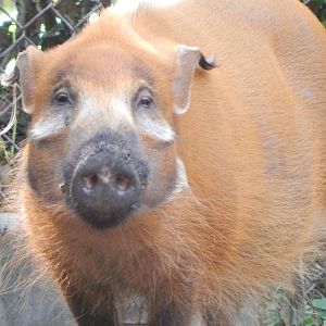 Aug. 2014 - Habitat Africa! The Forest - Red River Hog