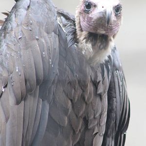 Hooded vulture