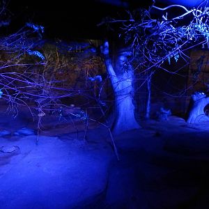 Aug. 2014 - Australia - Rodriguez Flying Fox Exhibit