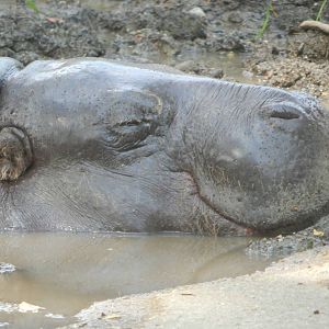 Aug. 2014 - Pachyderms - Pygmy Hippopotamus