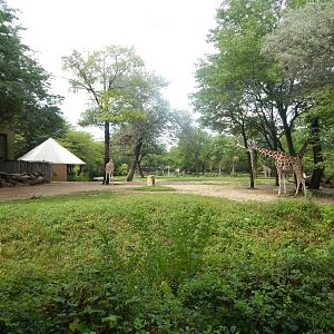 Aug. 2014 - Habitat Africa! The Savanna - Reticulated Giraffe + Egyptian +