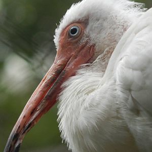 Aug. 2014 - The Swamp - White Ibis