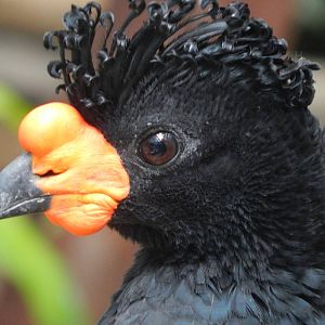 Aug. 2014 - Birds + Reptiles - Wattled Curassow