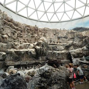 Aug. 2014 - The Living Coast - Humboldt Penguin + Grey Gull + Inca Tern Exh