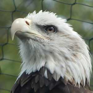 Aug. 2014 - Great Bear Wilderness - Bald Eagle