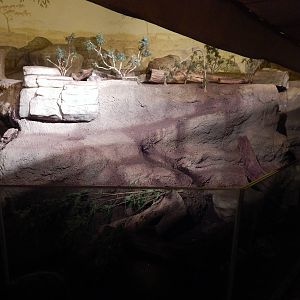 Aug. 2014 - The Fragile Forest - Fragile Desert - Meerkat Exhibit