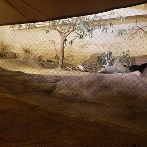 Aug. 2014 - Fragile Forest - Fragile Desert - Crested Porcupine Exhibit