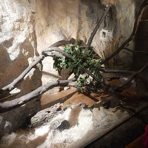 Aug. 2014 - Fragile Forest - Fragile Desert - Large-spotted Genet