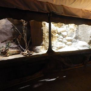 Aug. 2014 - Fragile Forest - Fragile Desert - Black-footed Cat Exhibit