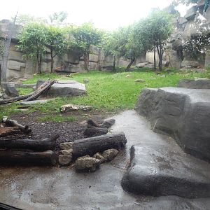 Aug. 2014 - Fragile Forest - Big Cats - Snow Leopard Exhibit