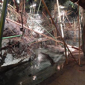 Aug. 2014 - Fragile Forest - Fragile Rain Forest - Bearcat + Squirrel + Ott