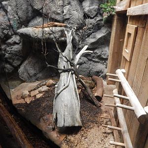 Aug. 2014 - Fragile Forest - Burmese Python Exhibit