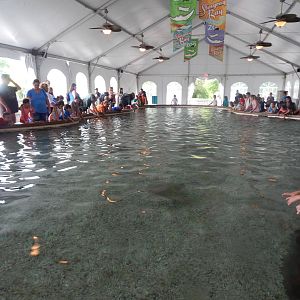 Aug. 2014 - Stingray Bay (2 Species)