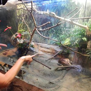 Aug. 2014 - The Swamp - Amazon Milk Frog + Mata Mata Exhibit