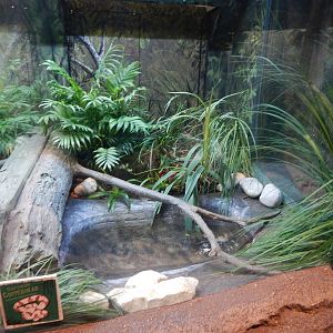 Aug. 2014 - The Swamp - Southern Copperhead Exhibit