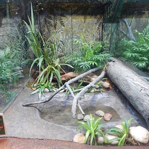 Aug. 2014 - The Swamp - Cottonmouth Exhibit