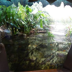 Aug. 2014 - The Swamp - Red-bellied Piranha + Bucktooth Tetra Exhibit