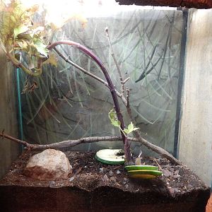 Aug. 2014 - The Swamp - Pink Millipede Exhibit