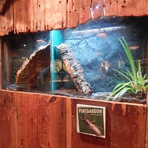 Aug. 2014 - The Swamp - Vinegaroon Exhibit