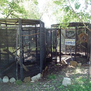 Birds of the Amazon Cages