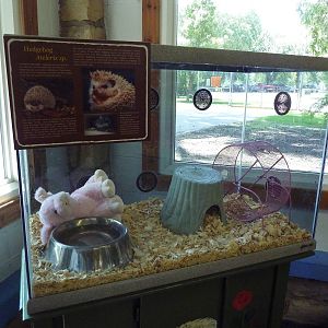 Small Animal Building - African Hedgehog Exhibit