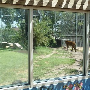 Bengal Tiger Exhibit