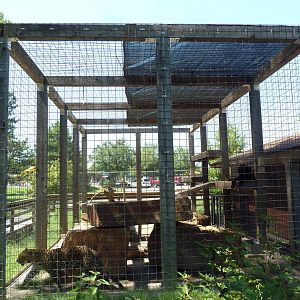 African Leopard Exhibit - Side View